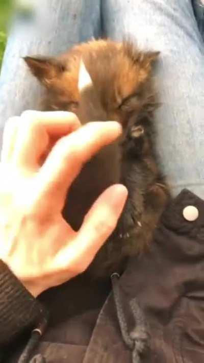 Baby fox getting some scratches