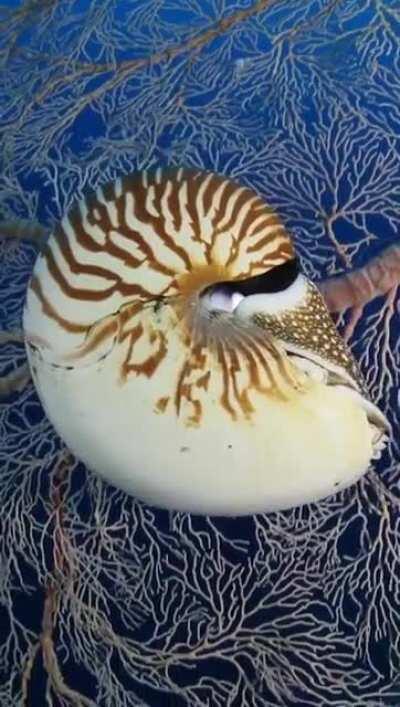 🔥 A wild nautilus. These guys have been on this planet for 500,000,000 years but they are at risk of extinction due to over-harvesting.