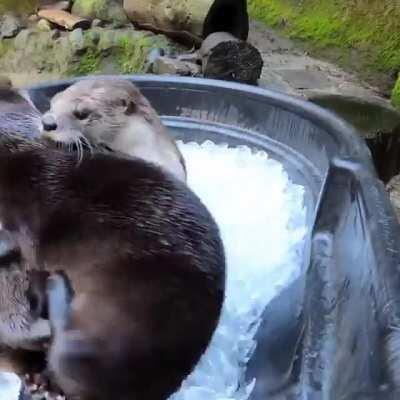 Otters having an ice bath