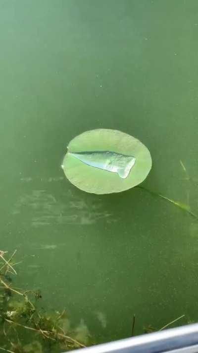 This blob of water on a lily pad