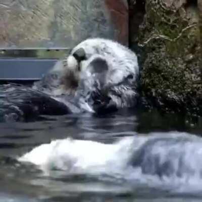 Otters taking care of themselves