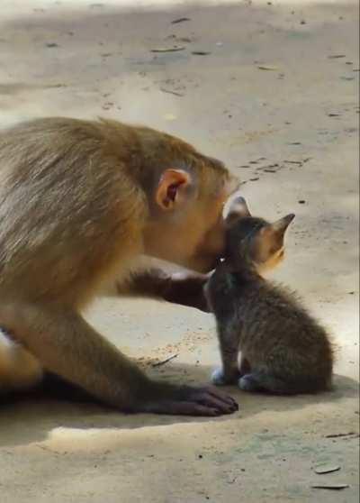 Macaque being kind and gentle to a small kitten