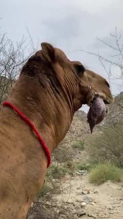 Male dromedary camels has an organ called a dulla in its throat, a large, inflatable sac he extrudes from his mouth when in rut to assert dominance and attract females.