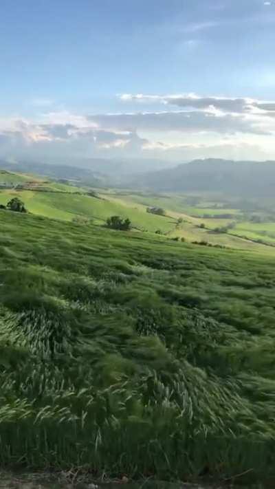 Grass waves as wind blows across the hills