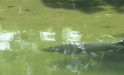 A great white shark swimming in a shallow Massachusetts salt pond at high tide