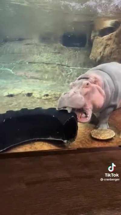 Hippopotamussy …(sound on)