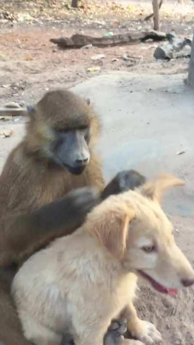 🔥 This baboon helping his friend to get rid of bugs