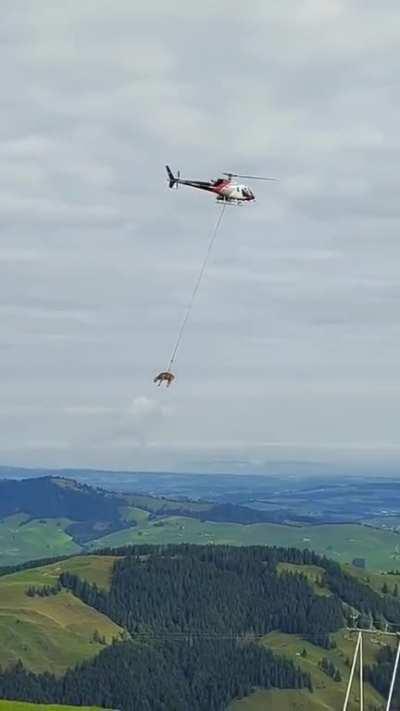 A cow flying to the vet in switzerland