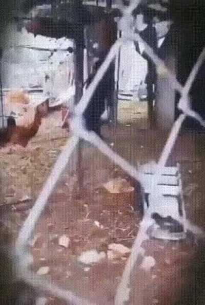 A black goat imitating human by walking with hind legs tricks the chicken into the shack.