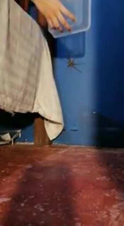 To catch spider