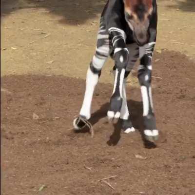 Baby Okapi zoomies