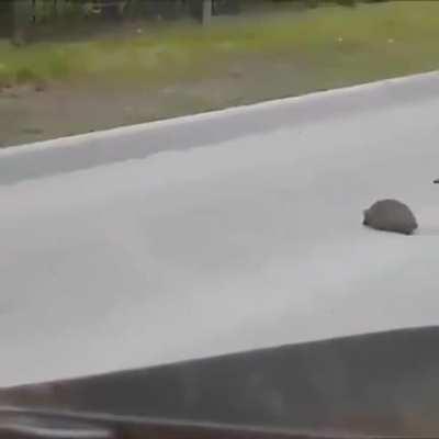 Magpie helping a little critter across the street