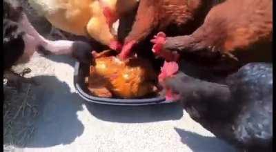 🐔 cannibalism