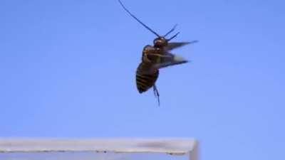 Flight of insects, captured on video with a frequency of 3200 FPS.