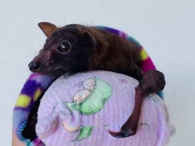 Taking it all in - it’s a big wide word for a smol baby bat.