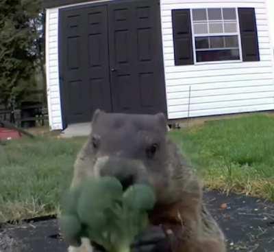 A gopher eating broccoli (sound on recommended)