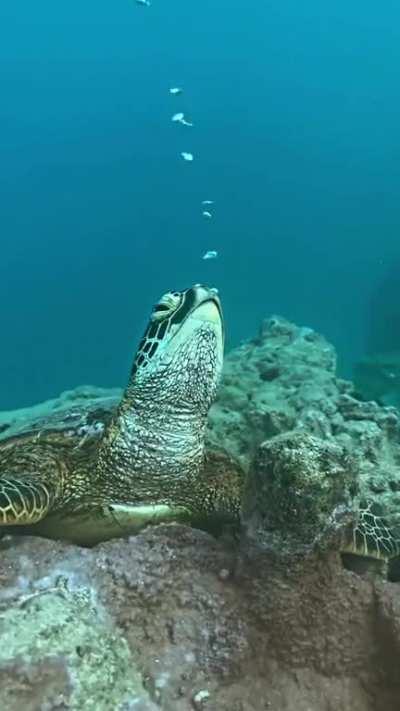 Beautiful turtle blowing bubbles. They do this to adjust their buoyancy/body weight