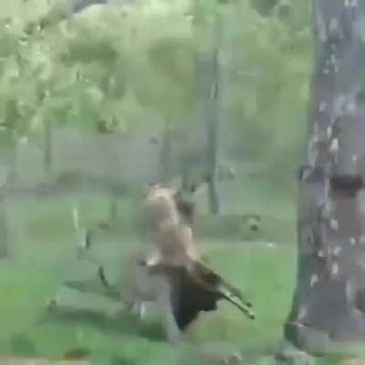 Leopard steals a hyena's lunch from right under its nose.