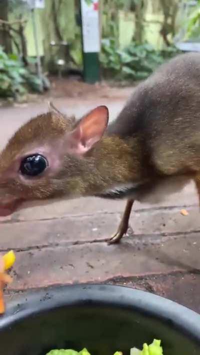 🔥 Mouse-deer, or Chevrotain, are the world's smallest hoofed animals