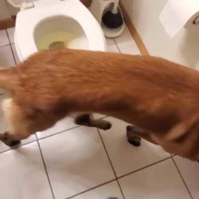 Dog can use the toilet and flush