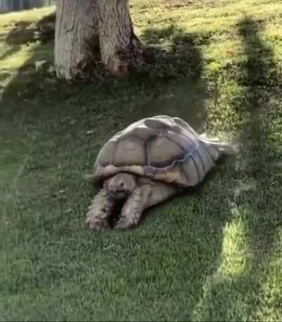 Nothing cuter than a tortoise sliding down a hill