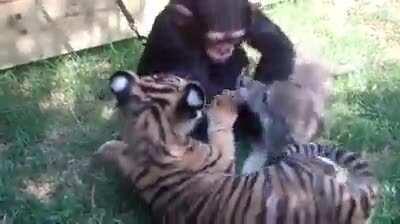 Cuteness overload with baby chimp, tiger and wolf