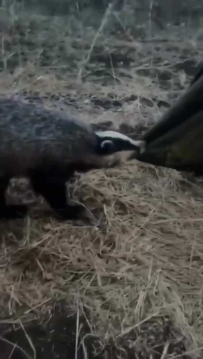 While digging trenches, UA woke a badger from hibernation