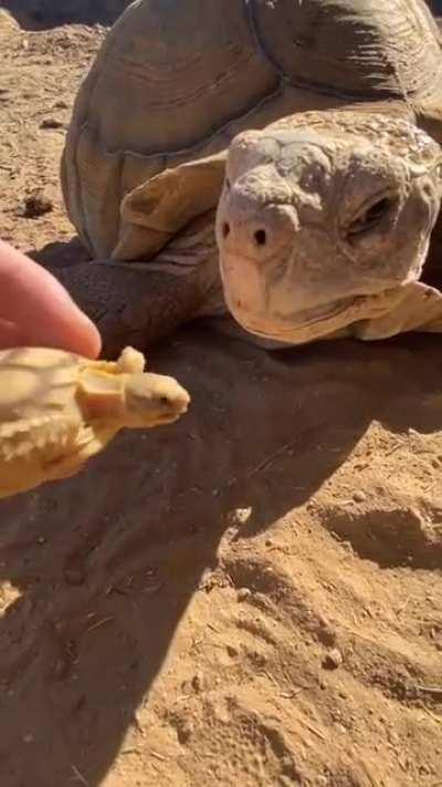 A big tortoise meeting the little one