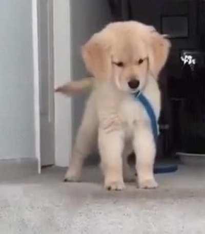 Golden pupper is mind blown