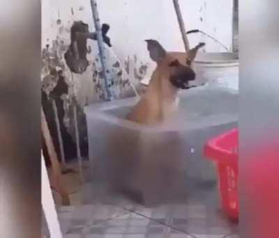 Just a dog having fun in the water