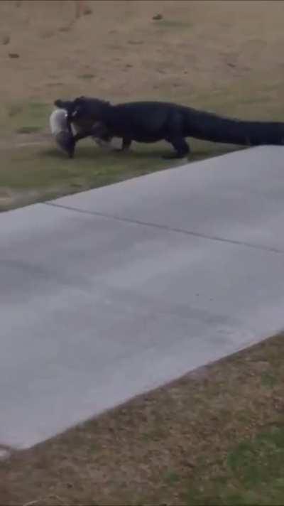 Gator returns to his pond after a successful fishing trip