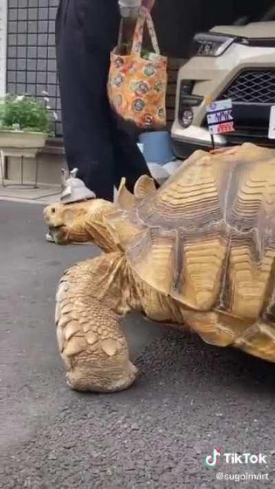 Man taking a walk with his Giant African Tortoise