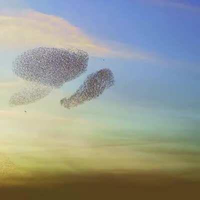 A murmuration of starlings