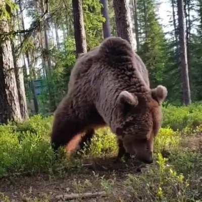 Being woken up to a bear searching for food near your tent