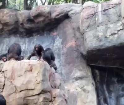 Chimpanzee mom teaches her son proper etiquette.