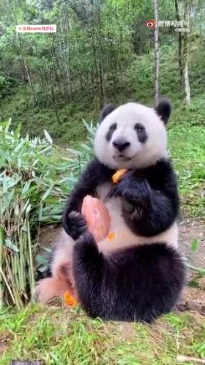 This panda eating (sound on)