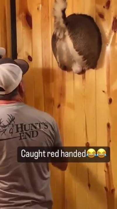 caught red handed!