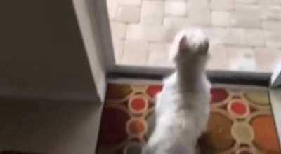 Dog arrives at his new home and notices the swimming pool