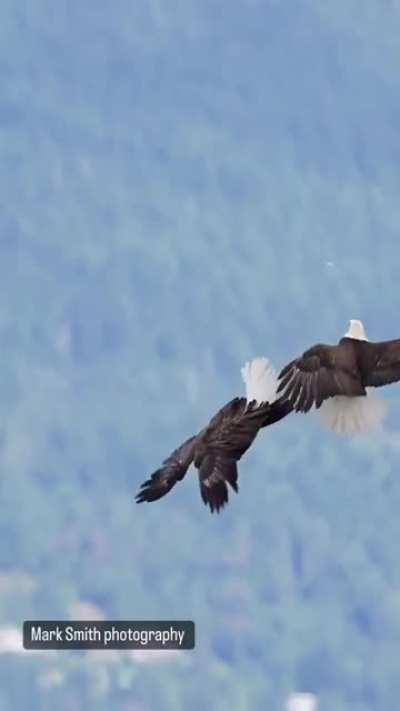 🔥 Eagles interlock claws mid flight