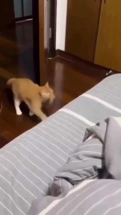how orange cat gets into bed