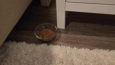 Our new cat is kind of nervous and this is the only way I could feed her