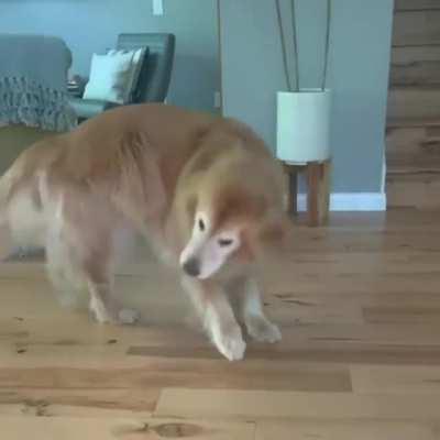 Happy dancing doggo