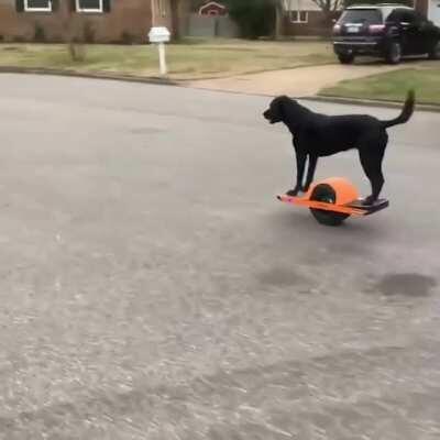 When your neighbors dog flexes his dope new Christmas gifts.