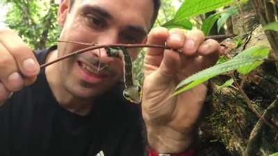 A caterpillar that camouflages itself as a snake when it feels threatened.