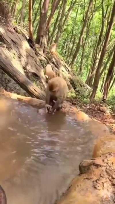 🔥 Monkey bath her baby in the stream