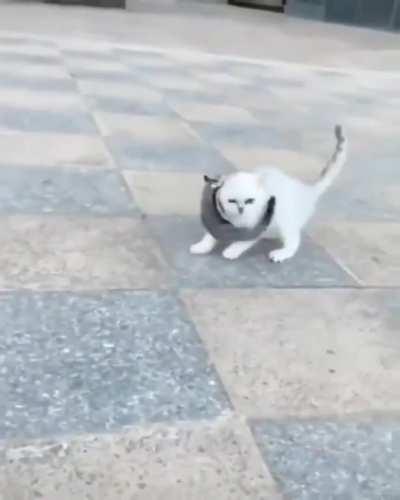 Sugar glider hitches a ride from the friendly neighbourhood kitty!