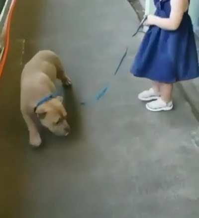 Little girl fell in love with a dog at the shelter and her mom adopted it for her