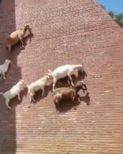 Goats feel safer on steep wall