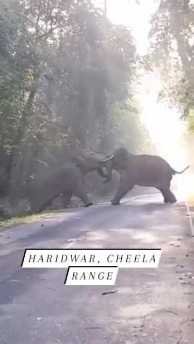 Elephants fighting on a road in Cheela Range, Haridwar, India