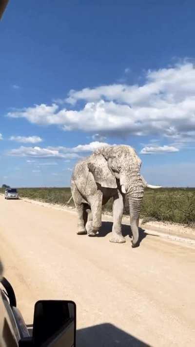 Ghost Elephant of Namibia